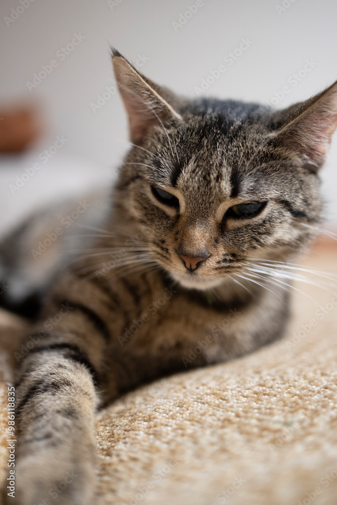 Naklejka premium Śpiący kot