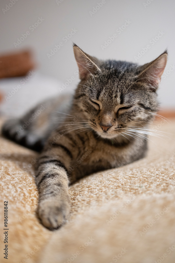 Naklejka premium Śpiący kot