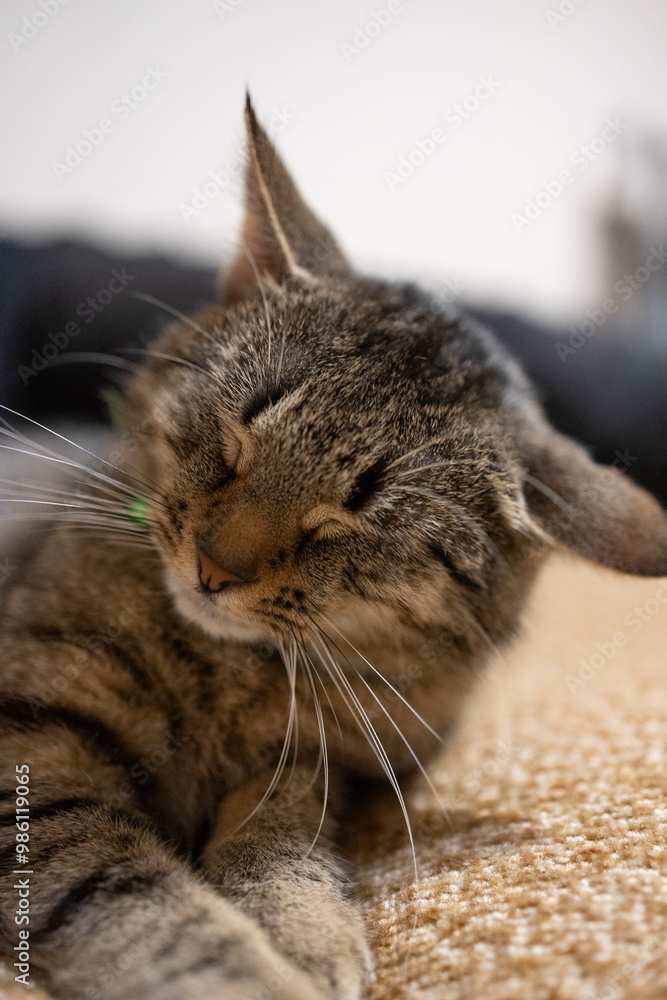 Naklejka premium Śpiący kot