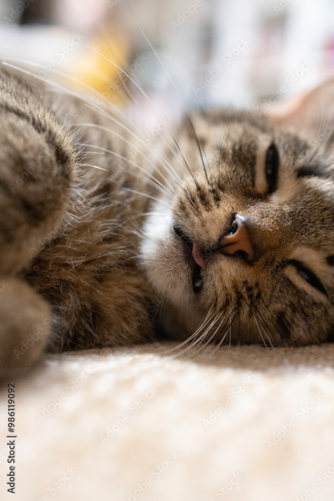 Naklejka premium Śpiący kot