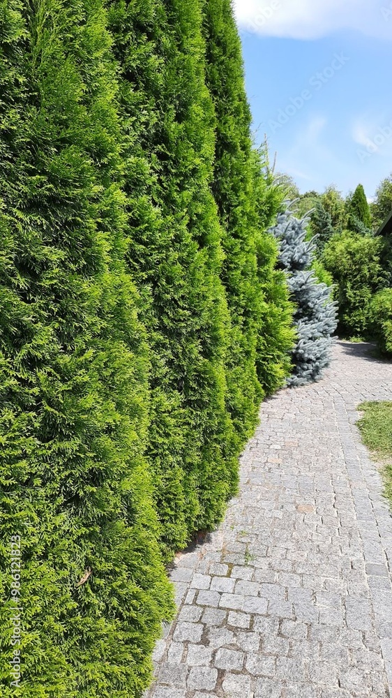 path in the garden path in the garden