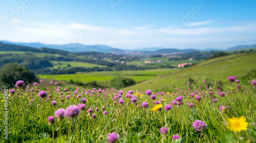 meadow with flowers