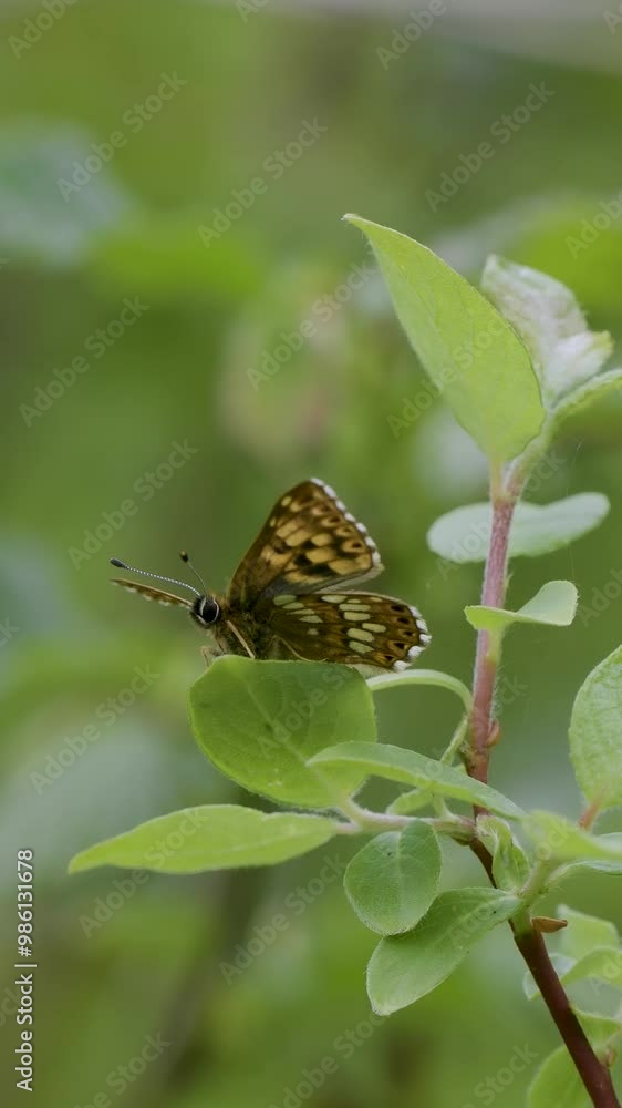 Vertical Video of a Side View of a Duke of Burgundy Butterfly. Wings Open. Vertical Video of a Side View of a Duke of Burgundy Butterfly. Wings Open.