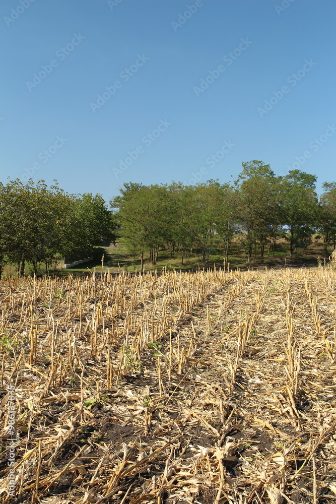 Obraz premium A field with trees and grass