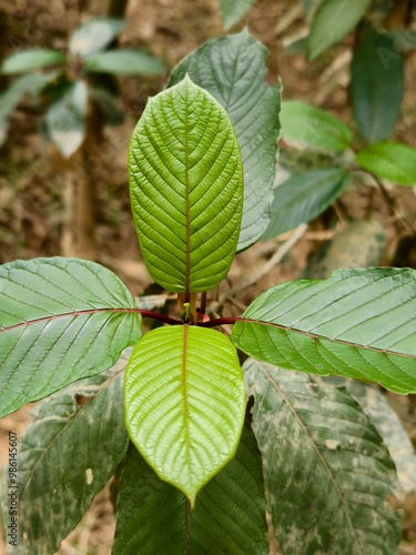 photo of young kratom leaves from above photo