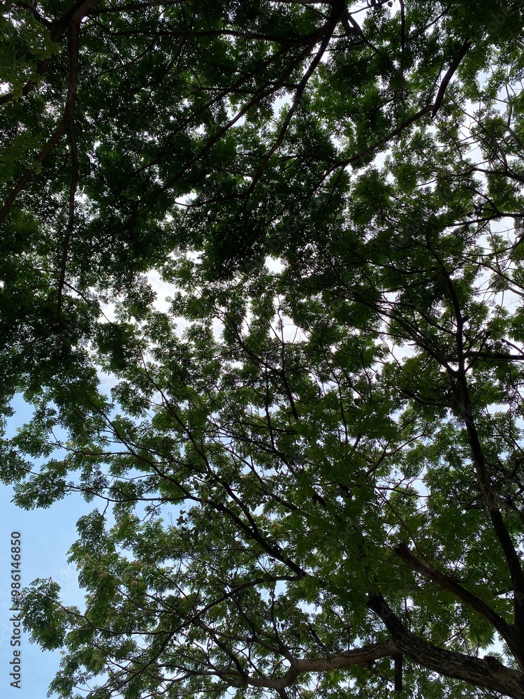 Obraz premium trees in the woods