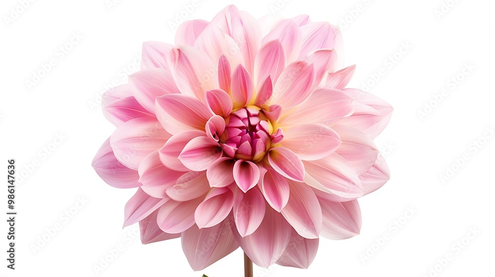 Pink dahlia flower isolated on white background Pink dahlia flower isolated on white background