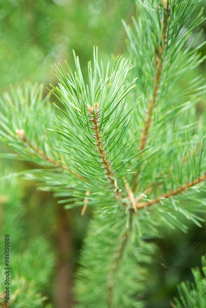 Green conifer branch, pine background Green conifer branch, pine background