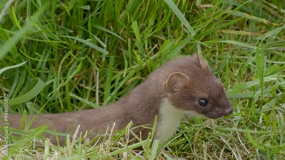 Weasel or Least weasel (mustela nivalis) Weasel or Least weasel (mustela nivalis)