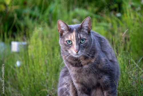 Wallpaper Mural cat in grass, ticks and insects might be in the grass Torontodigital.ca