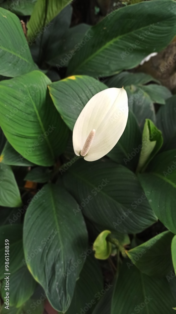 white flower in the garden. beautiful botanical shot, natural wallpaper. white flower in the garden. beautiful botanical shot, natural wallpaper.