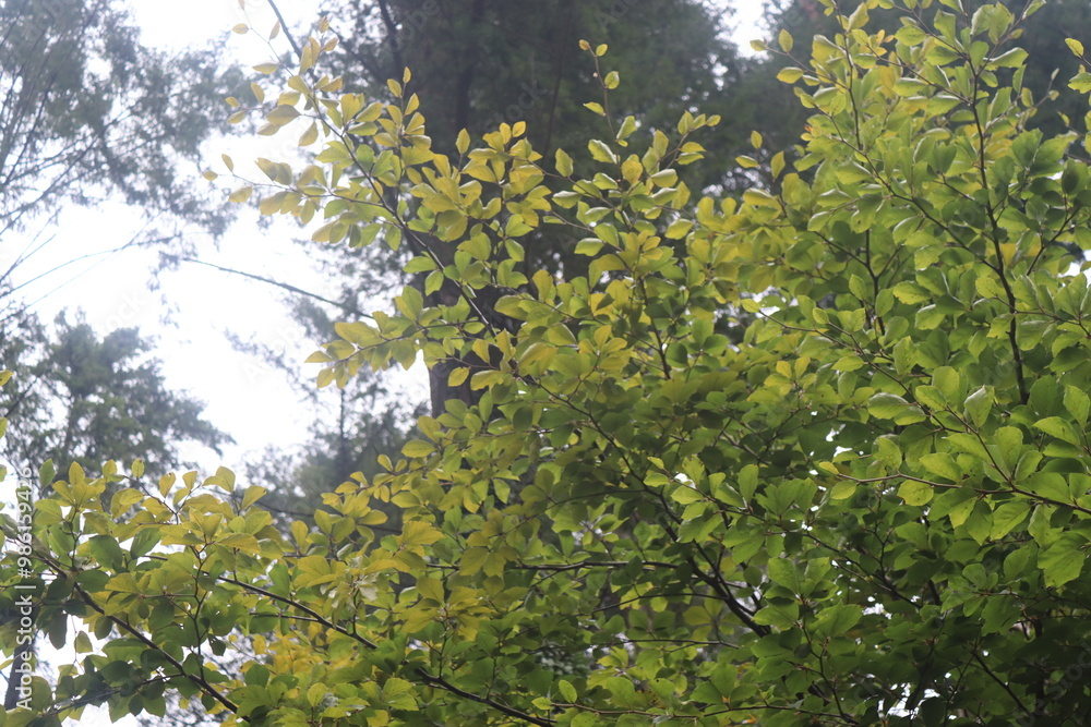 leaves in the forest leaves in the forest