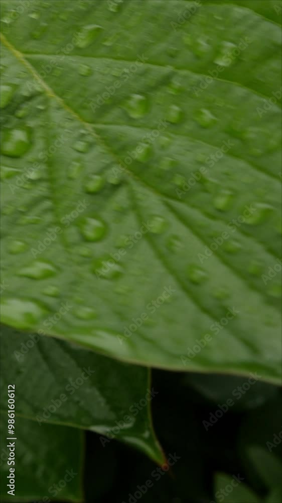 A Detailed Close-Up Image Of A Green Leaf Covered With Fresh Water Droplets, Highlighting Nature's Beauty And Tranquility. Vertical.
A Detailed Close-Up Image Of A Green Leaf Covered With Fresh Water Droplets, Highlighting Nature's Beauty And Tranquility. Vertical.