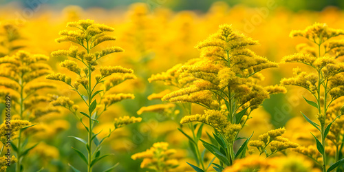 Vibrant yellow Wrinkleleaf goldenrod flowers blooming in a field , goldenrod, solidago rugosa, yellow flowers, wildflower photo