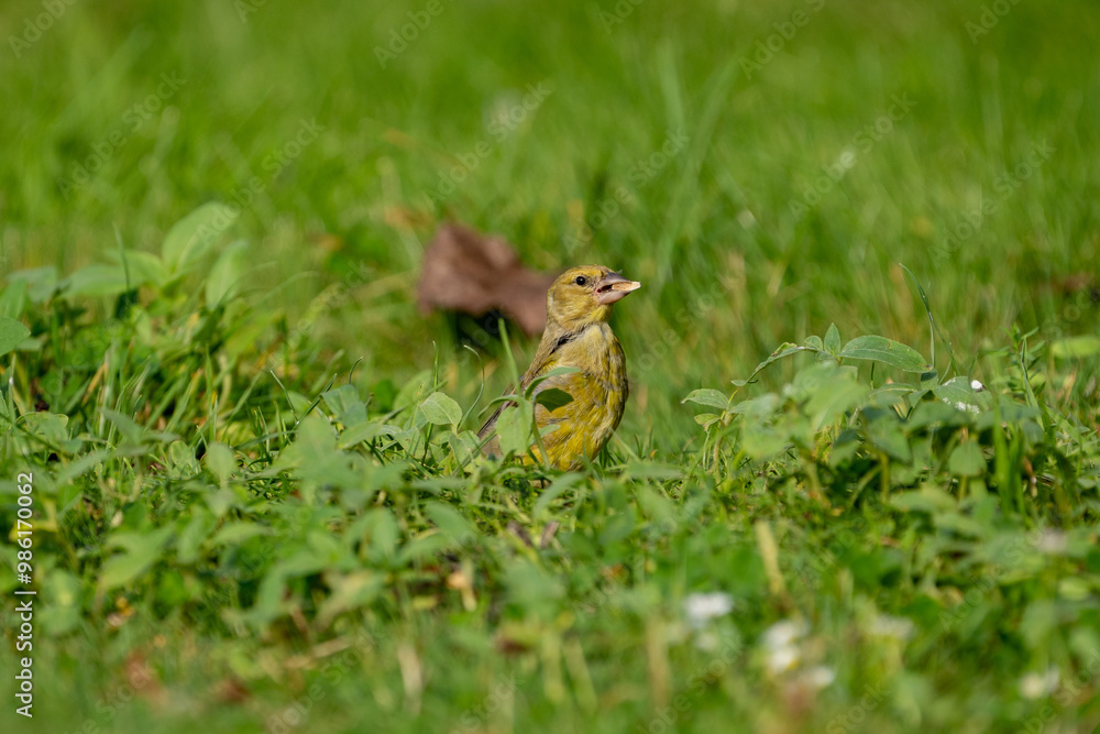 Obraz premium greenfinch bird eating sunflowers and peanuts in the grass