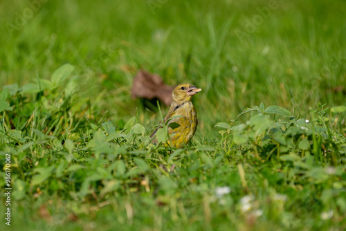 greenfinch bird eating sunflowers and peanuts in the grass photo