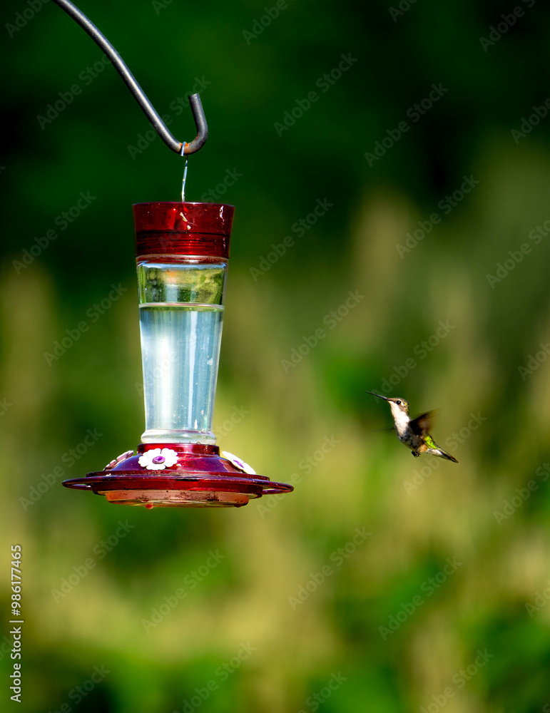 Naklejka premium hummingbird and feeder