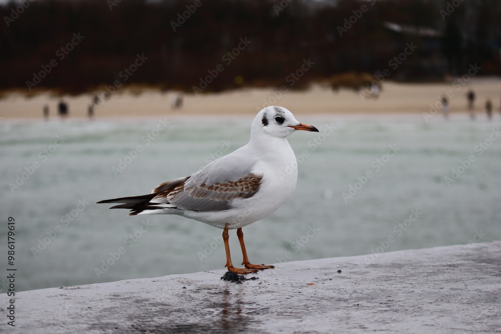Fototapeta premium Lonely Seagull Above the Grey December Waves