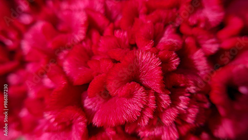 Selective focus on the background and texture of the red cock's comb flower or jengger ayam or celosia argentea. photo