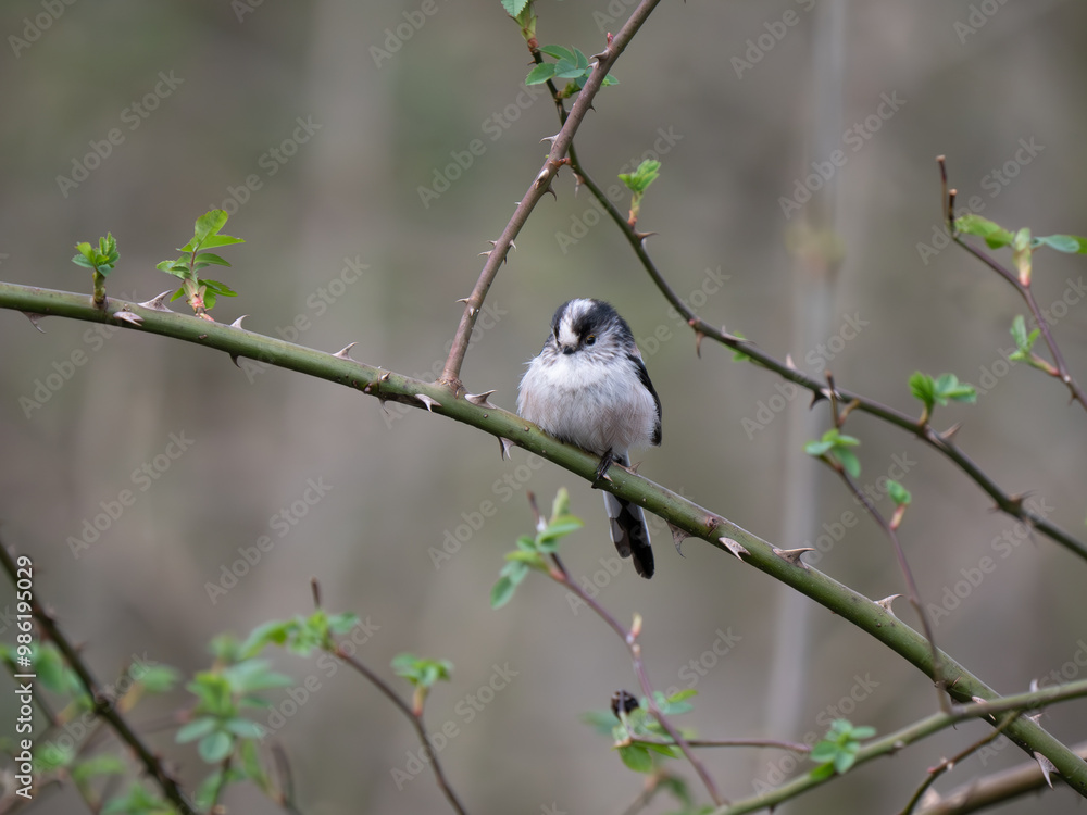 Naklejka premium Long-tailed Tit Perched on a Branch