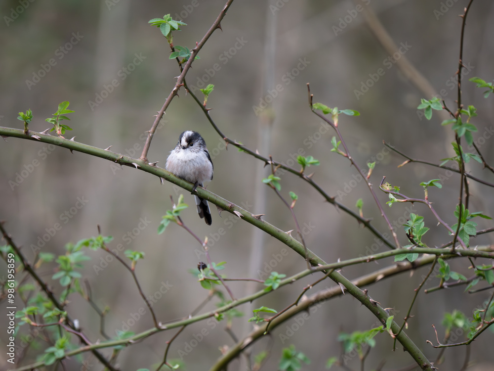 Long-tailed Tit Perched on a Branch Long-tailed Tit Perched on a Branch
