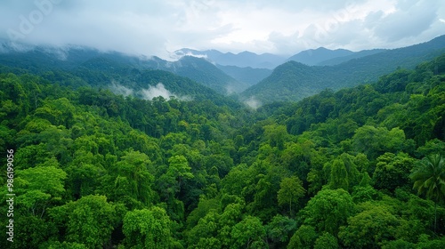 A lush green forest with a misty, cloudy sky above. The trees are tall and dense, creating a sense of depth and seclusion