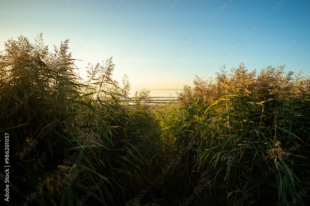 Fototapeta premium Calm scene of fresh green coastal grass, spikelet of reeds, stalks at sunset and blue sky. Footpath between tall grass. Nature, summer landscape concept