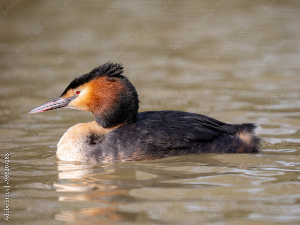 Great Crested Grebe on Water Great Crested Grebe on Water