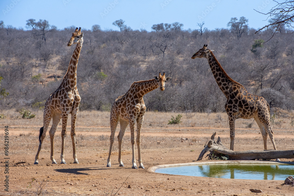 Obraz premium Giraffe