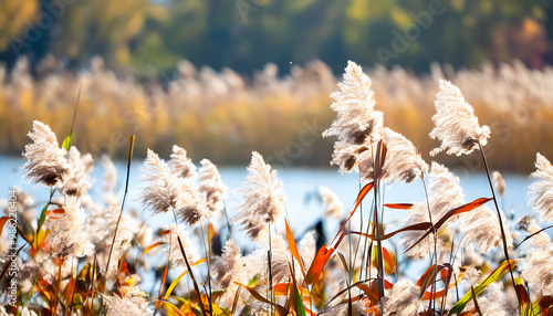 Autumn winds rustle the reeds in the late fall season.