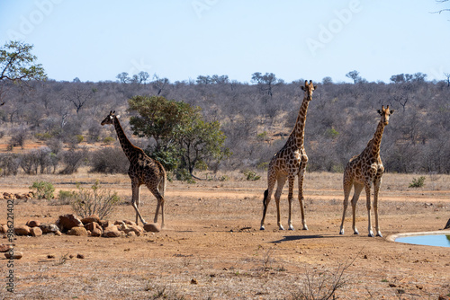 Photography Giraffes