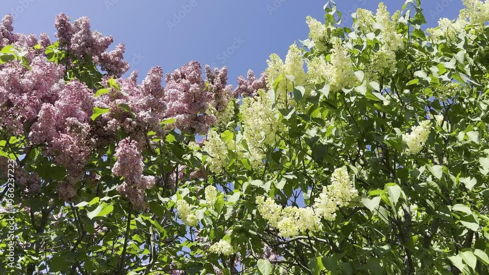 Lilac flowers in the spring garden. Lilac flowers in the spring garden.