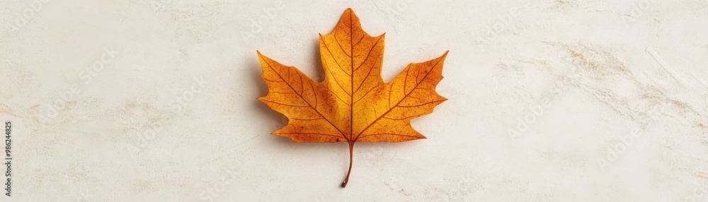 A vibrant orange maple leaf rests elegantly on a light, textured background, showcasing the beauty of autumn. A vibrant orange maple leaf rests elegantly on a light, textured background, showcasing the beauty of autumn.