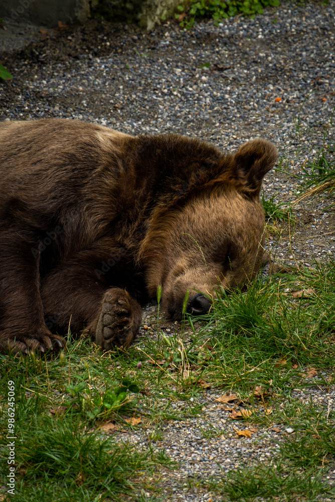 Fototapeta premium Bear in Bear Pit in Bern, Switzerland. Bear is a symbol of Bern city