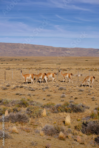 Guanaco on the road to El Chalten, Patagonia, Argentina