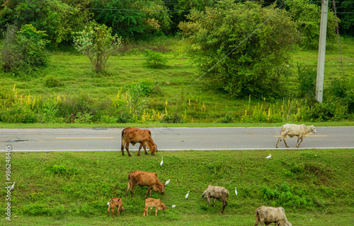 A peaceful rural scene featuring a cow grazing in a green meadow, Pasakjolasid Dam, Thailand. photo