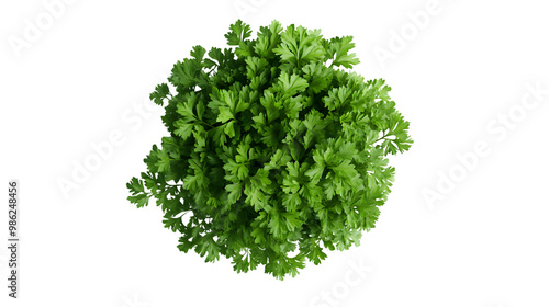 Top view of fresh green parsley against transparent background for culinary inspiration photo