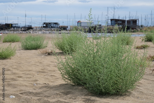 Bushes on the beach. Bushes on the golden beach.In the background fishermen's huts with trabucchi in Pescara, Adriatic Sea. Italy photo