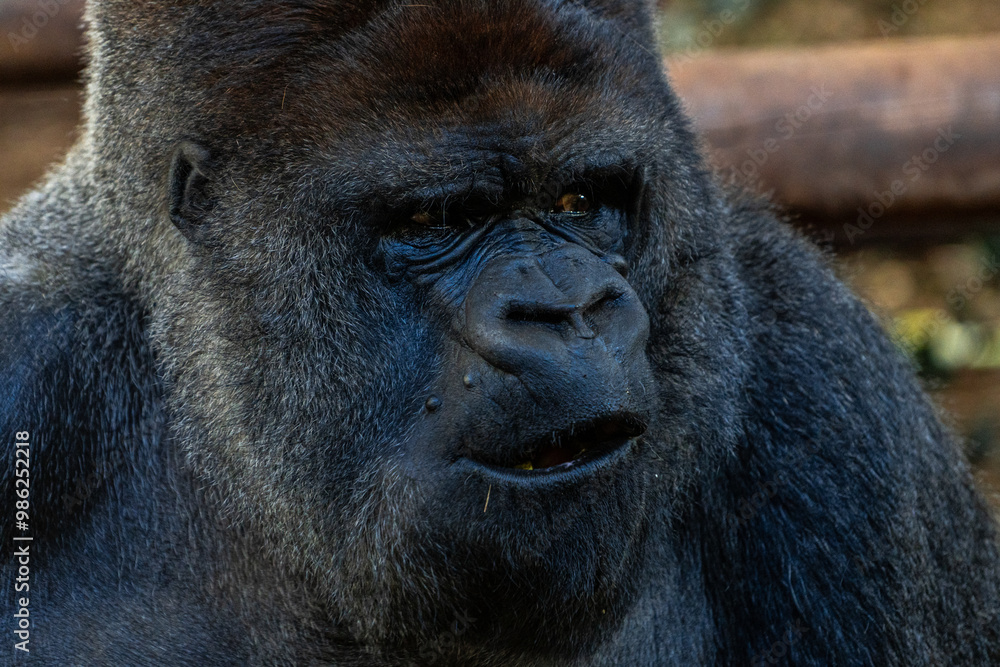 A large black gorilla with a mouth open A large black gorilla with a mouth open