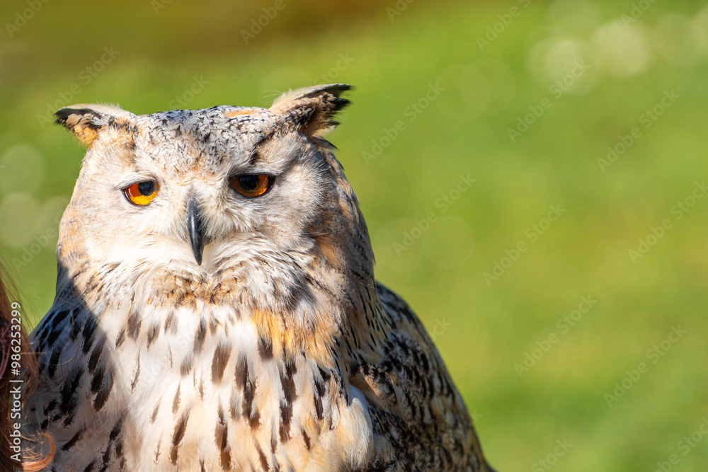 A large owl is staring at the camera with its eyes closed A large owl is staring at the camera with its eyes closed
