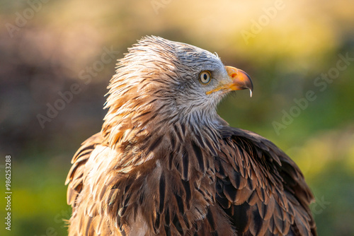 A bird with a brown head and black feathers