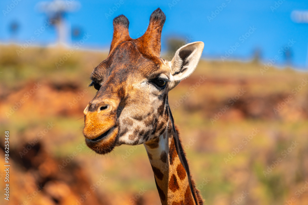 Naklejka premium A giraffe is looking at the camera with its mouth open
