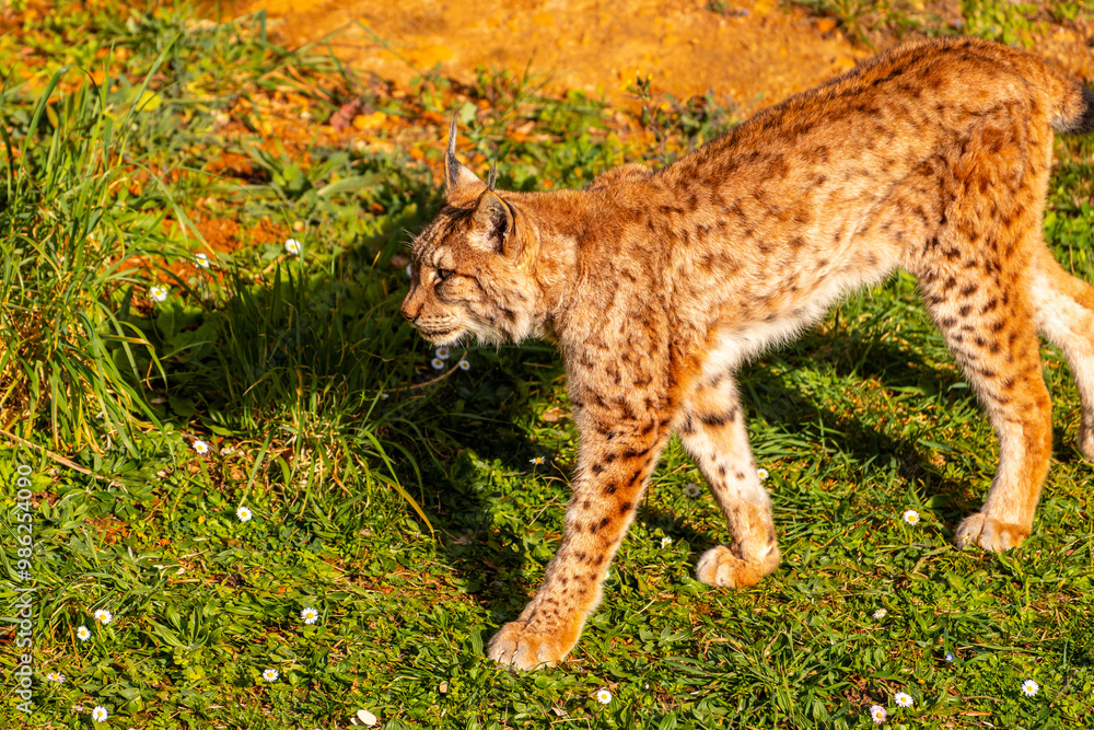 Obraz premium A small brown cat is walking through a field of grass
