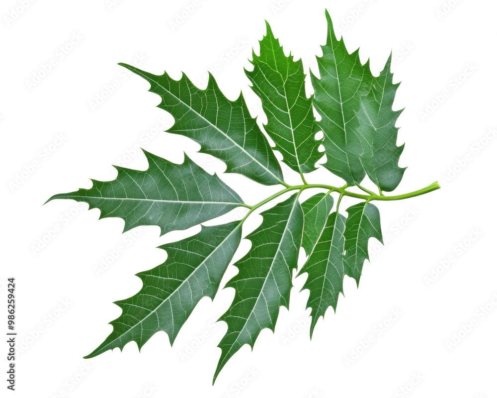 A green leaf with serrated edges, showcasing natural foliage and botanical beauty. A green leaf with serrated edges, showcasing natural foliage and botanical beauty.