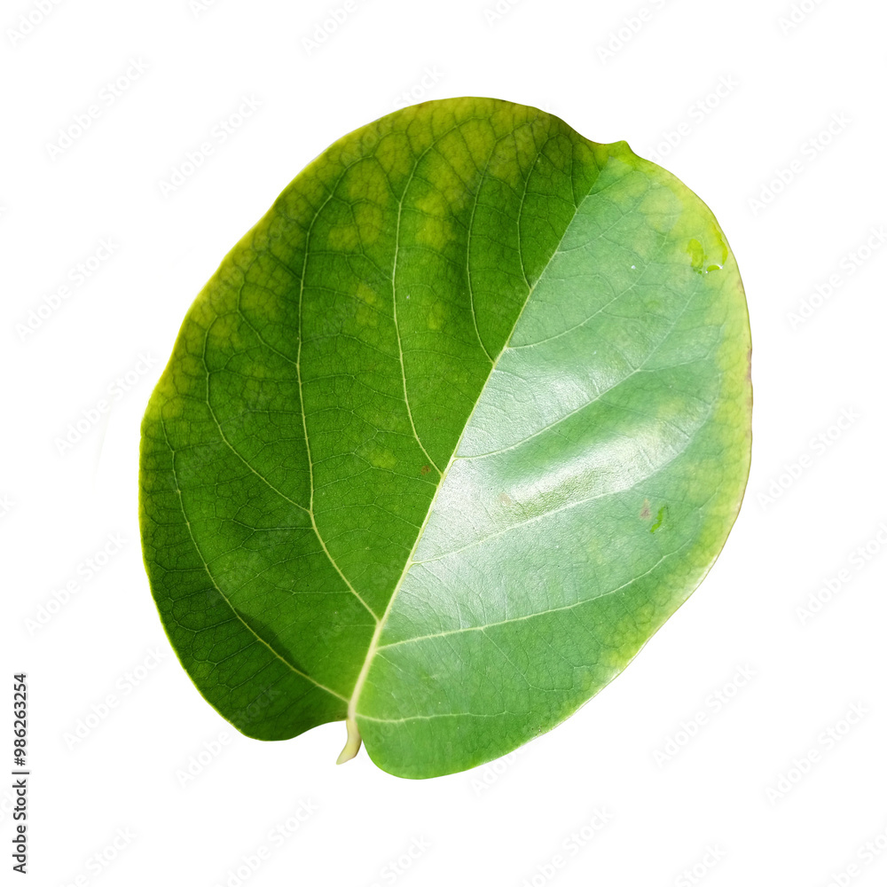 Obraz premium Single Avocado Leaf