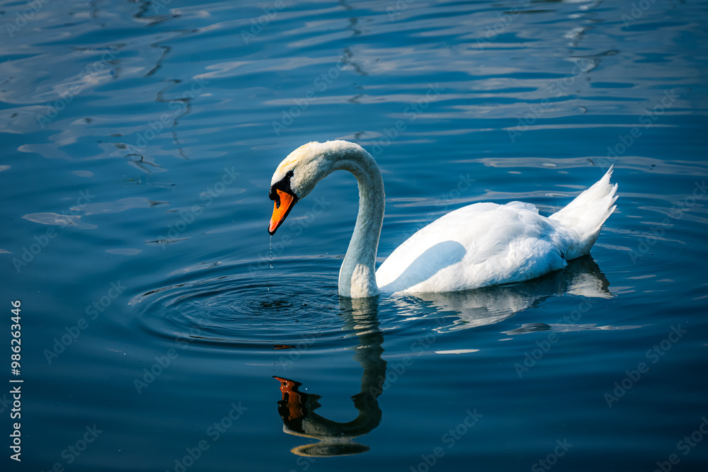 Obraz premium swan on the lake