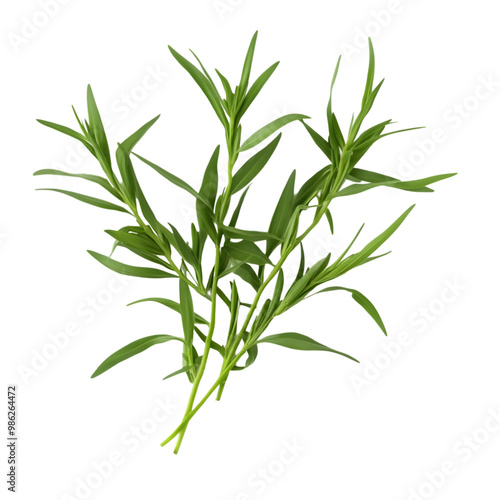 Fresh tarragon herb on transparent background - culinary spice and aromatic ingredient