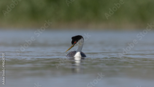 A Western Grebe swims towards the camera on calm water with an out of focus background of blue water and green reeds in the Bear River Migratory Bird Refuge in Brigham City Utah, USA on a summer day. photo