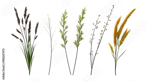 Collection of Different Grass Species Isolated on a Transparent Background PNG