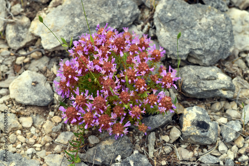 The litophyte plant Coris monspeliensis on a limestone soil photo